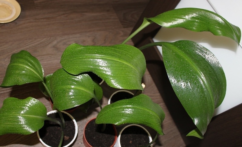 Ответ на вопрос, почему не цветет эухарис, кроется в неправильном уходе за растением и организации неидеального микроклимата в комнате