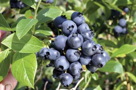 Сорт Нордблю дает большой урожай