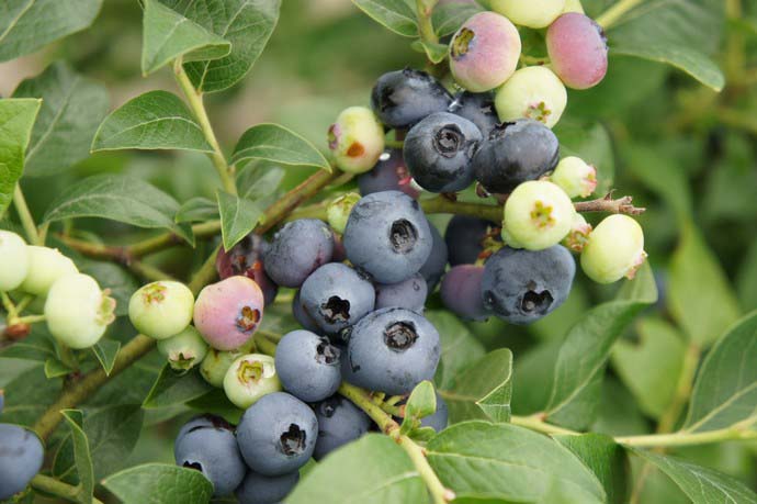 Еще не созревший куст голубики Нордблю будет замечательно украшать участок