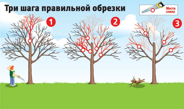 В летний период грушу требуется обрезать только при наличии сильного загущения кроны, что может помешать вызреванию плодов