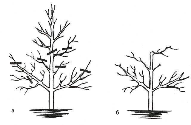 Омолаживающая обрезка очень актуальна для деревьев старше 15 лет