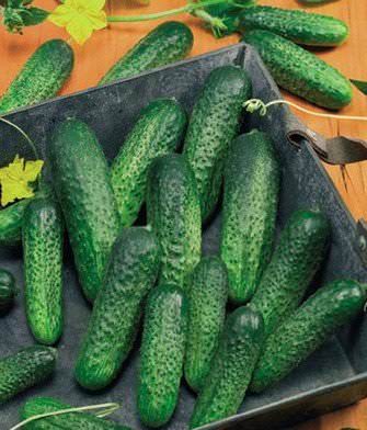Огурцы сорта «Сатина f1»: описание и отзывы