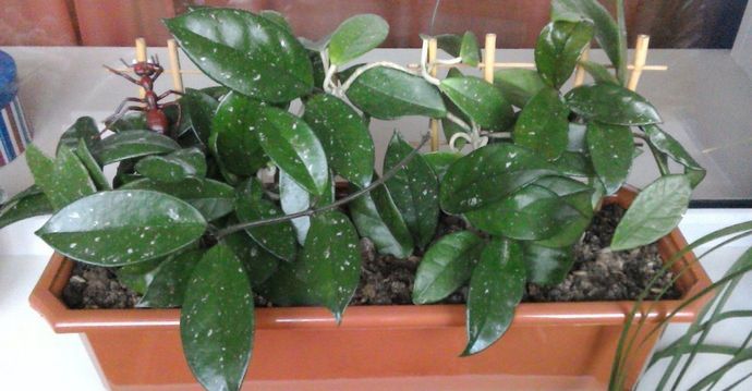 Наибольшую популярность в комнатном цветоводстве получили разновидности и сорта хойи с тускло-зелеными и темно-зелеными листьями