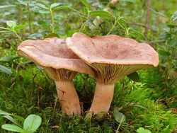 Пластинчатые – наиболее известная и популярная у любителей тихой охоты категория грибов