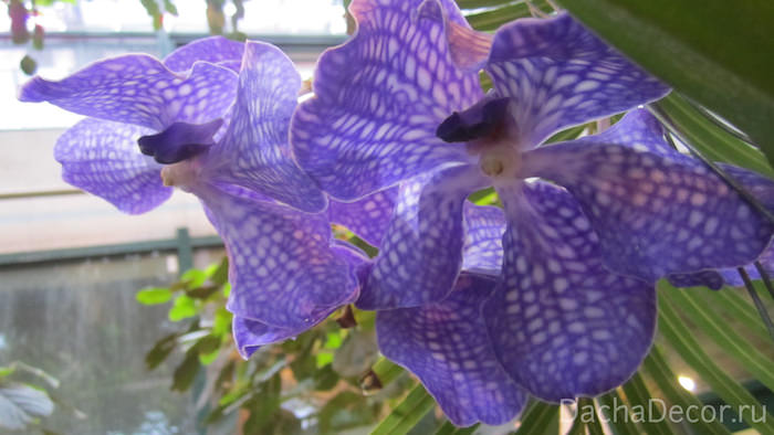 Орхидеи довольно неплохо чувствуют себя в домашних условиях даже стандартного типа. Для комфортной жизни им необходима температура в +25+30°С © arambel.ru
