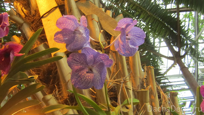 Орхидея Ванда © arambel.ru