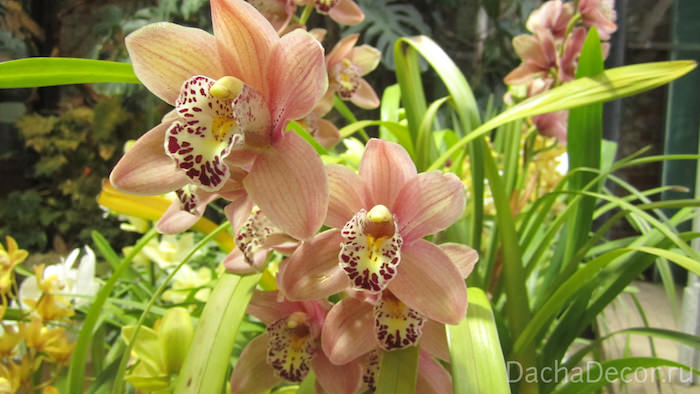 Для выращивания орхидей необходимо понимать их особенности © arambel.ru