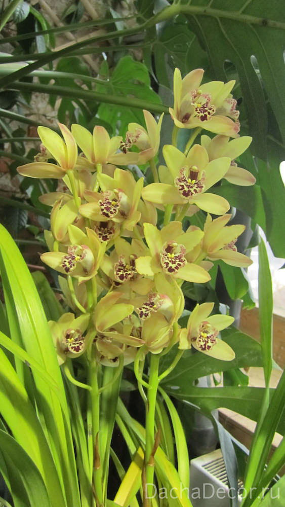 Орхидея — цветок, всегда вызывающий восторг © arambel.ru