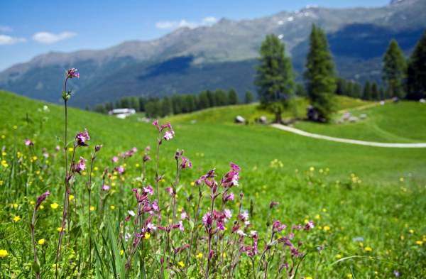 Одним из наиболее простых и доступных вариантов является луговой газон
