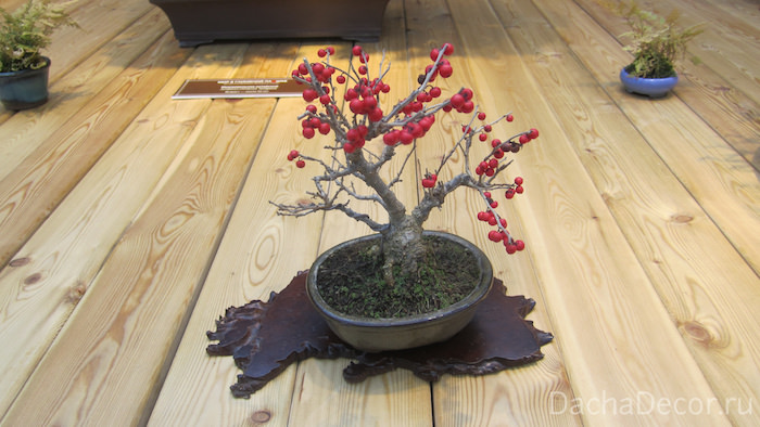 Падуб пильчатый, возраст — 15 лет ©arambel.ru