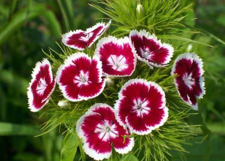 Пересадить гвоздику просто, если знать, как ухаживать, и соблюдать некоторые важные правила