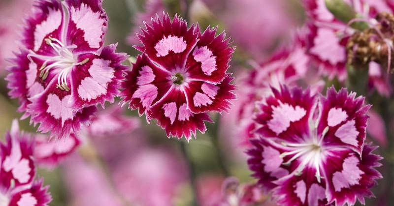 Выращивание гвоздики дает великолепный результат, но для этого придется изрядно потрудиться