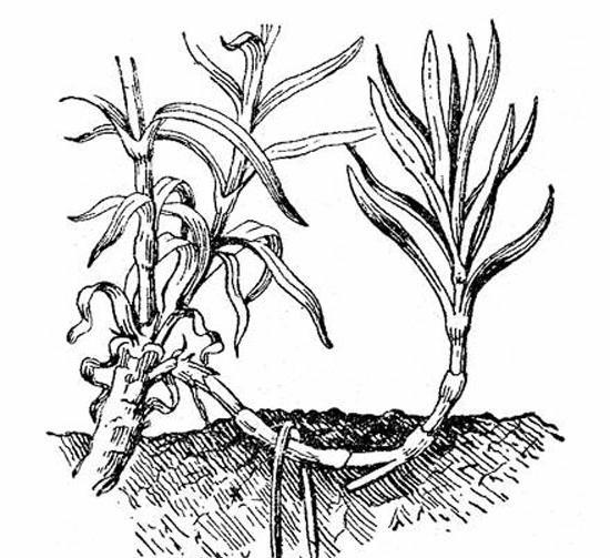 Размножение гвоздики может осуществляться и в самостоятельном порядке, так как определенные виды растения способны выпускать боковые корни, которые дают жизнь новому кусту