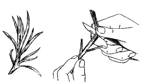 Наиболее часто гвоздики размножаются черенками
