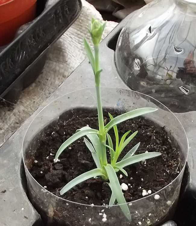 Отводки можно высаживать в теплице, а также на даче и приусадебном участке