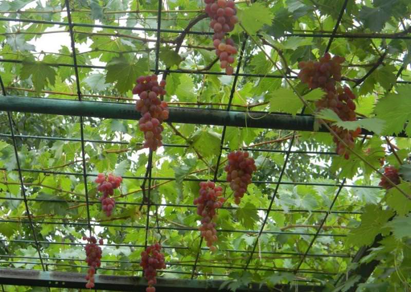 Если есть желание, то между опорами пропускают металлическую проволоку, диаметр которой составляет 3-6 мм. Благодаря этому у лазающих и вьющихся растений появится возможность плотно заполнять пространство беседки