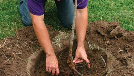 Для пересадки лучше использовать деревья возрастом не более 2-4 лет