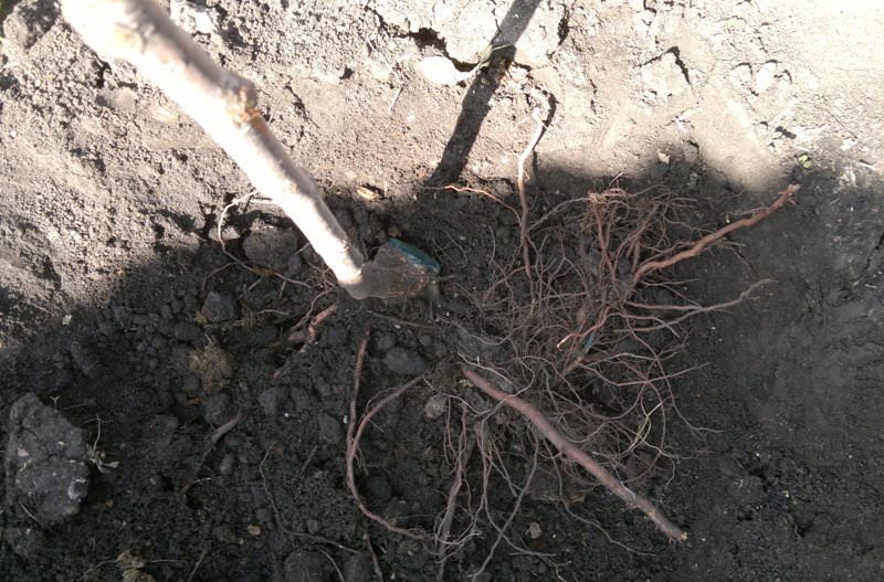 Яму в месте будущей посадки сливы готовят заранее. Ее диаметр должен быть больше диаметра корневой системы