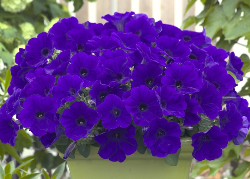 Украшаем сад цветками петунии