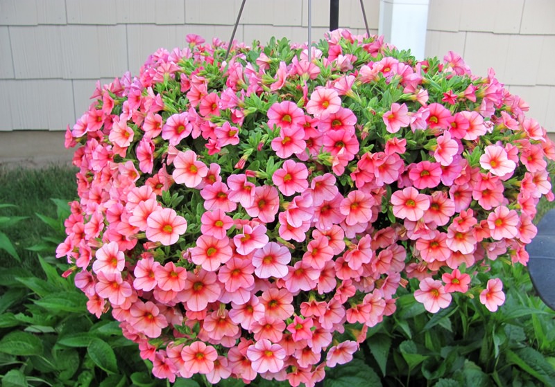 Украшаем сад цветками петунии