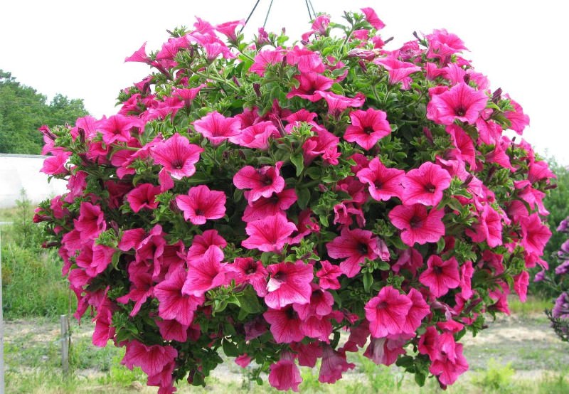 Украшаем сад цветками петунии