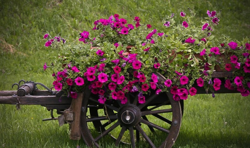 Украшаем сад цветками петунии