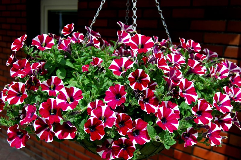 Украшаем сад цветками петунии
