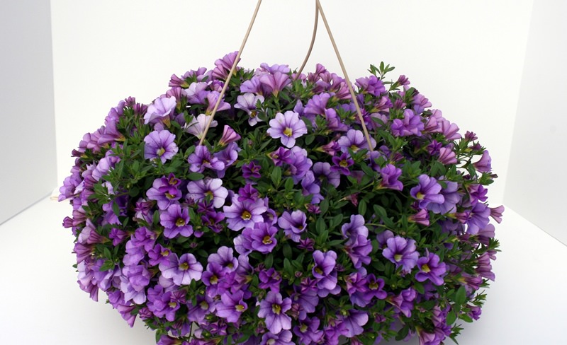 Украшаем сад цветками петунии