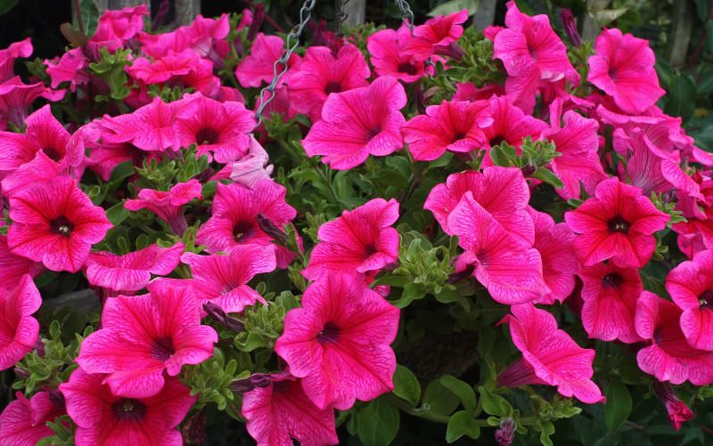 Украшаем сад цветками петунии