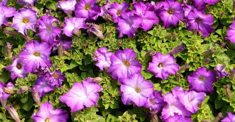 Украшаем сад цветками петунии