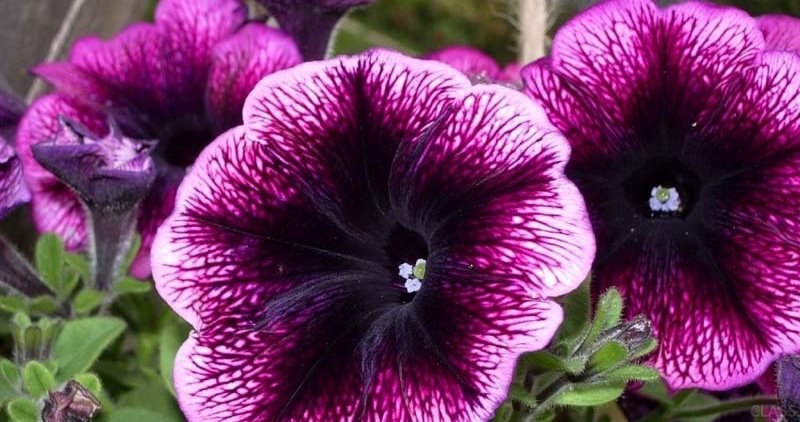 Украшаем сад цветками петунии