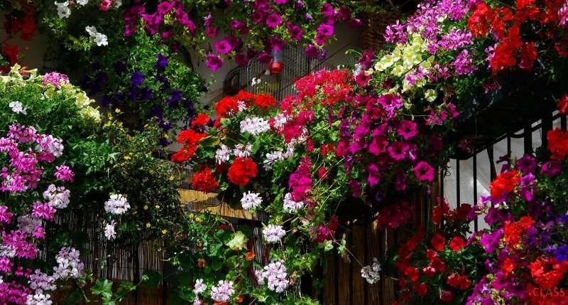 Украшаем сад цветками петунии