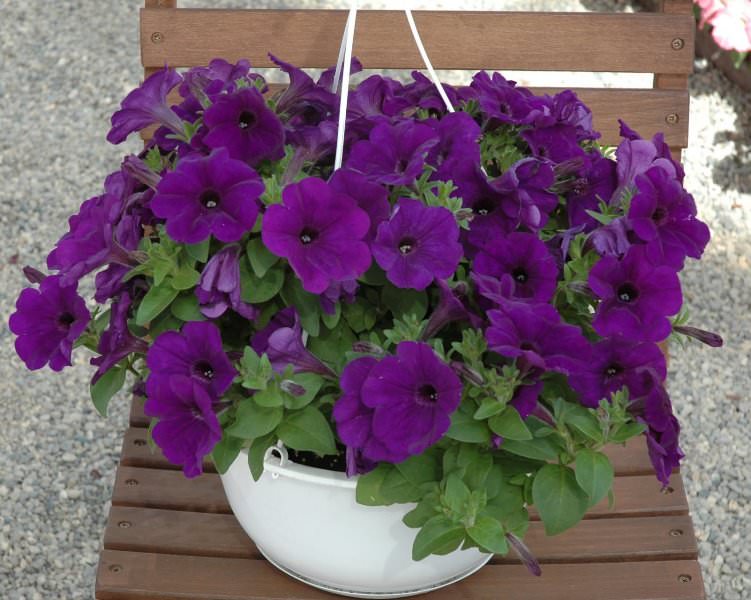 Украшаем сад цветками петунии