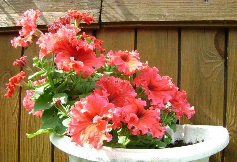 Украшаем сад цветками петунии