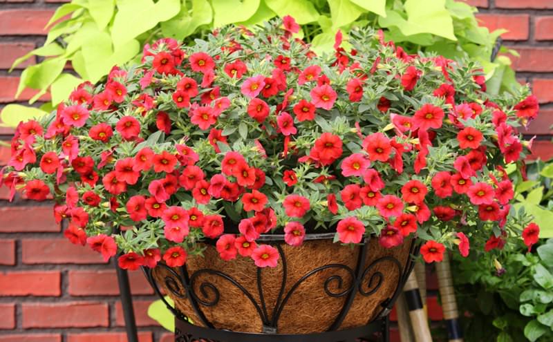 Украшаем сад цветками петунии