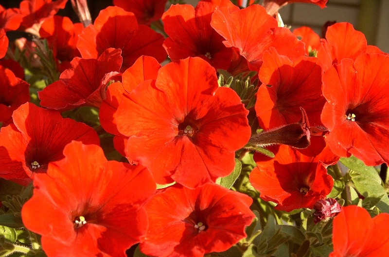 Украшаем сад цветками петунии