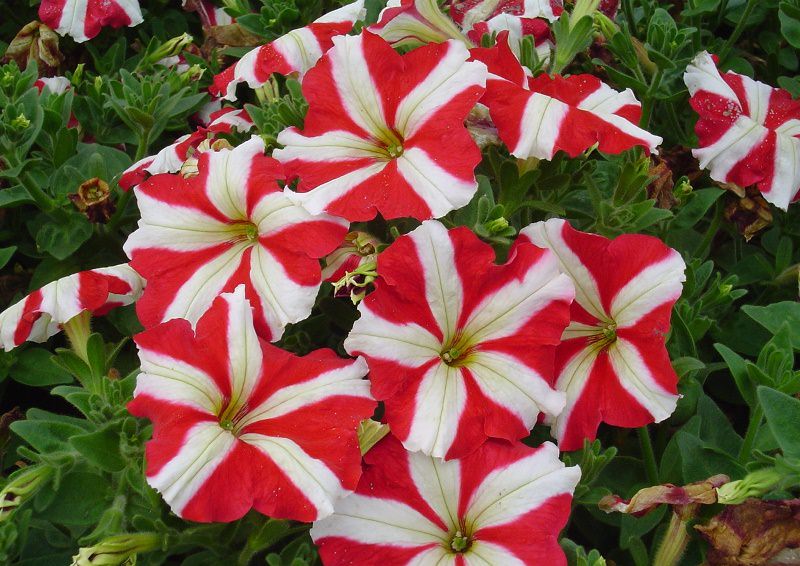 Украшаем сад цветками петунии