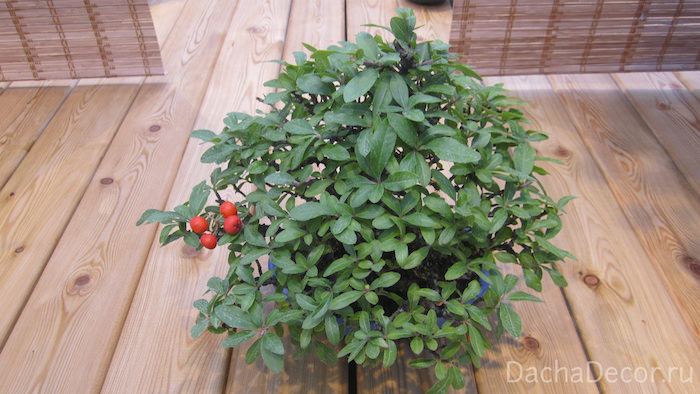 Пираканта узколистная, возраст — 50 лет ©arambel.ru