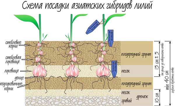 Азиатские лилии можно высаживать в открытый грунт весной или осенью