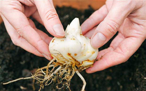 При посадке следует придерживаться норм заглубления посадочного материала и расстояния между посадочными лунками