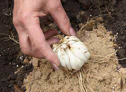 Сажать лилии можно как весной, так и осенью