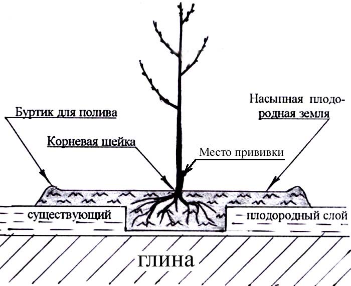 Лучшим вариантом будет высаживание растений на легких песчаных грунтах с хорошим уровнем водопроницаемости
