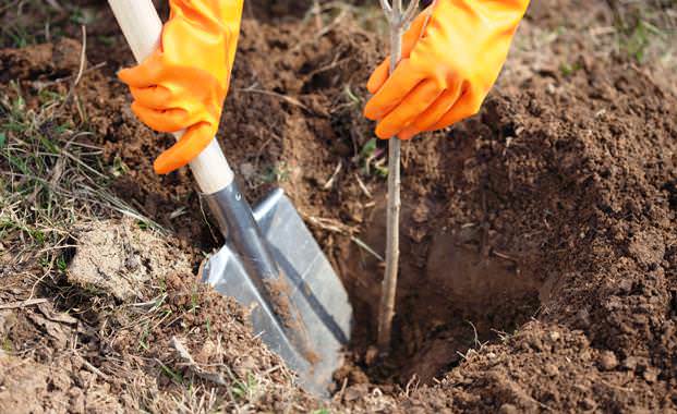 Согласно лунному календарю, не рекомендуется осуществлять посадку и пересадку плодовых и ягодных растений в полнолуние