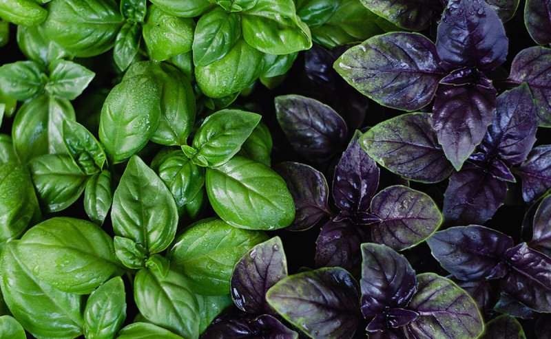 Базилик — зеленый или фиолетовый, не важно, запах незабываемый. Родом из семейства мятных