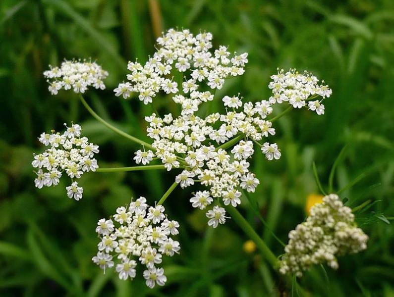 Тмин — ароматная трава, используют все части растения: цветки и побеги в квашении, салатах, корень, как пряность