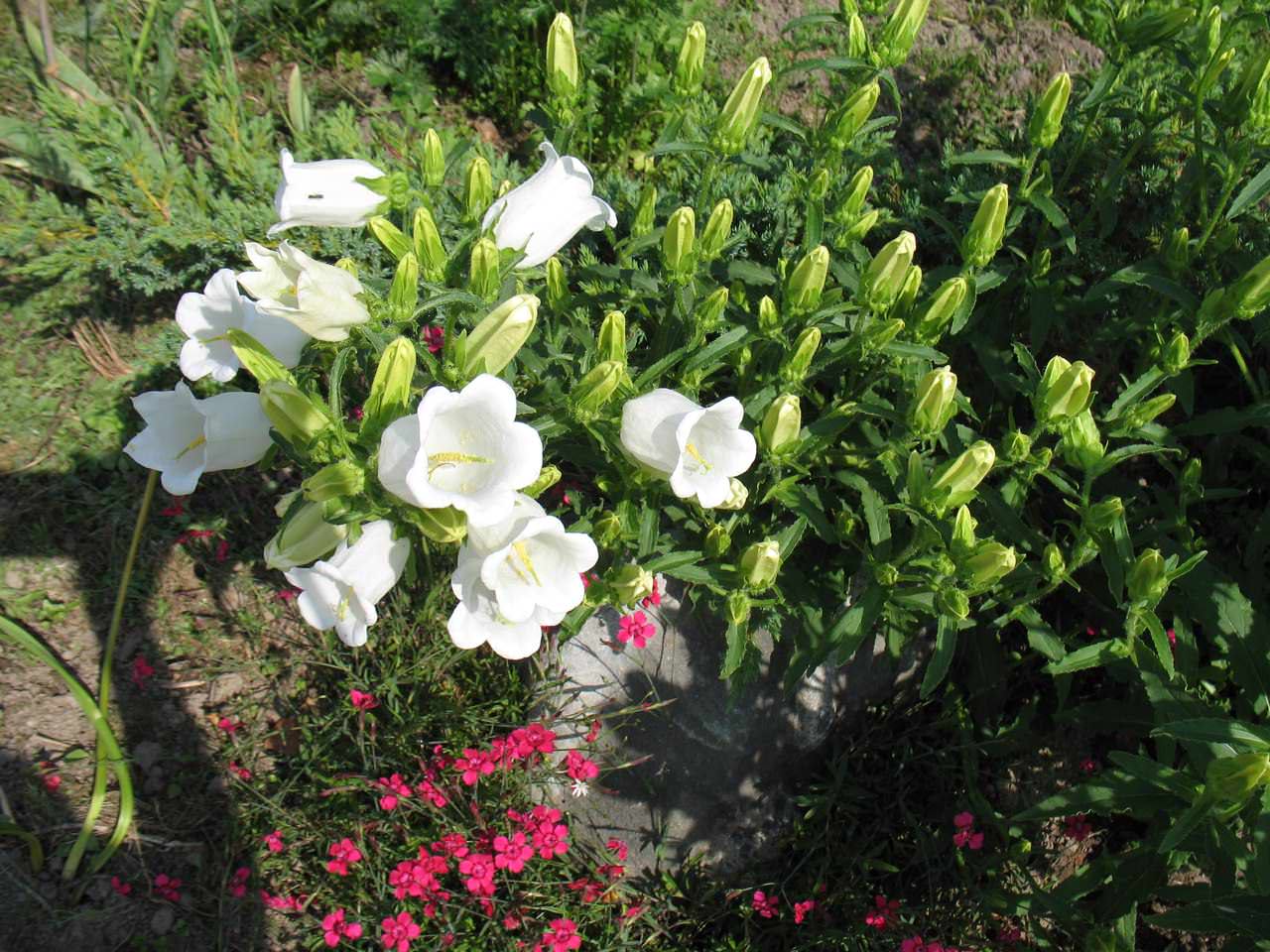 Карпатский колокольчик вырос слишком высоким (больше 30 см)