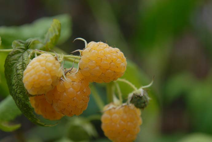 Наибольшей популярностью у отечественных садоводов пользуется ремонтантная десертная желтоплодная малина