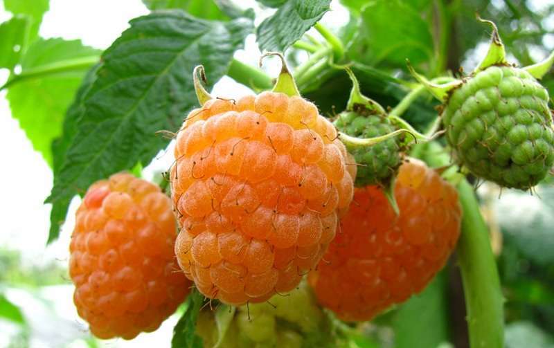 Желтый гигант – среднеранний сорт, с признаками ремонтантности