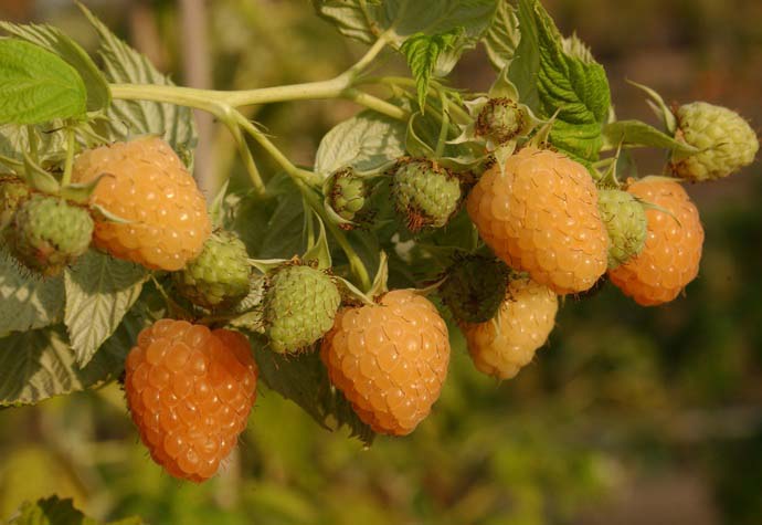 Хорошо приспособлена к почвенно-климатическим условиям в большинстве регионов нашей страны малина желтоплодная сорта Амбер