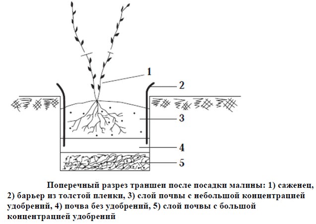 Посадить саженцы желтой малины можно как весной, так и осенью